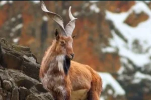 Astore markhor