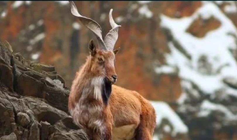 Astore markhor