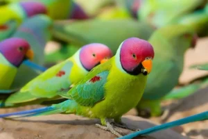 Parrot