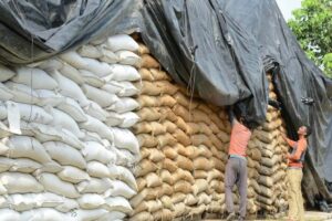 wheat hoarding