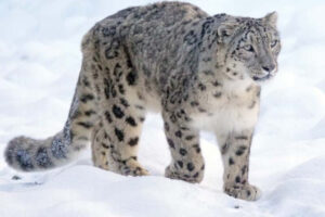 snow leopard