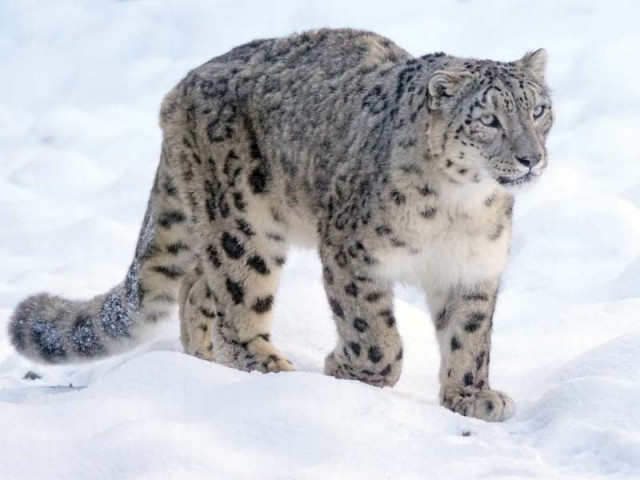 snow leopard