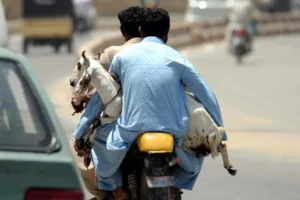 goats