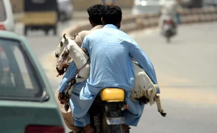goats